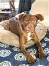 adoptable Dog in norwalk, CT named Sage Adorable Gentile Confident Puppy
