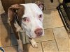 adoptable Dog in norwalk, CT named Sully Great with Kids Cats Dogs Shy boy