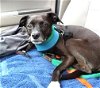 adoptable Dog in ct, CT named Bella Sweet Adult Great Companion Pup! 19 Pounds