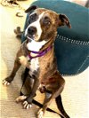 adoptable Dog in norwalk, CT named Fiona True Turn Key Gem Doggie & People Friendly