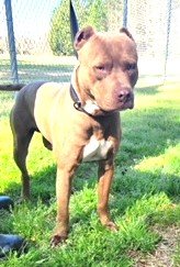 adoptable Dog in Norwalk, CT named Milo 2 years old 56 pds VERY SWEET DUDE
