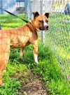 adoptable Dog in norwalk, CT named Opie 46 pd Great Size Happy Boy