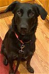 adoptable Dog in , CT named Dixie Lab/Shep Mix Adorable Loving People & Dogs