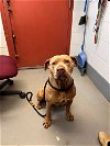 adoptable Dog in norwalk, CT named Ginger Sweet Calm Baby in Kill Shleter