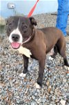 adoptable Dog in ct, CT named Angus Sweetheart Kill Shelter Can you Foster ?
