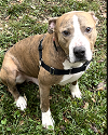 adoptable Dog in ct, CT named Argo lives with Kids Cats Dogs & Chickens