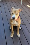 adoptable Dog in , CT named Meet Adorable Sweet Ricky Foster in Stamford