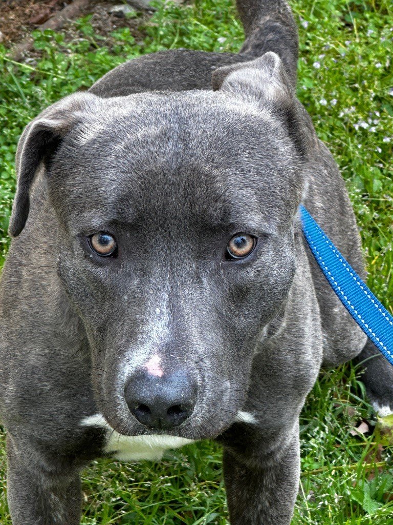 adoptable Dog in Norwalk, CT named Farley Gorgeous Gentle & Calm Boy