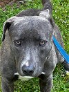adoptable Dog in norwalk, CT named Farley Gorgeous Blue Boy Gentle in Kill Shelter