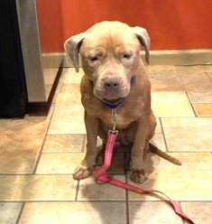adoptable Dog in Norwalk, CT named Ferris Pocket Boy @ 35 pounds