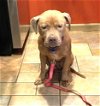 adoptable Dog in norwalk, CT named Ferris Pocket Boy @ 35 pounds