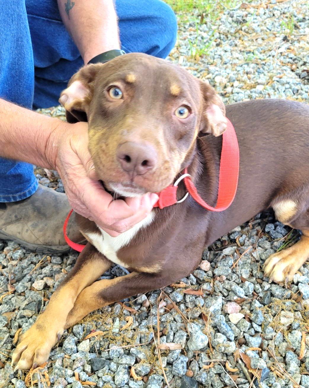 adoptable Dog in Norwalk, CT named Showtime Dobie Mix Puppy in Kill Shelter
