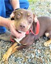 adoptable Dog in , CT named Showtime Dobie Mix Puppy in Kill Shelter