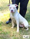 adoptable Dog in ct, CT named YuKI Gorgeous White American Bulldog 2 years old