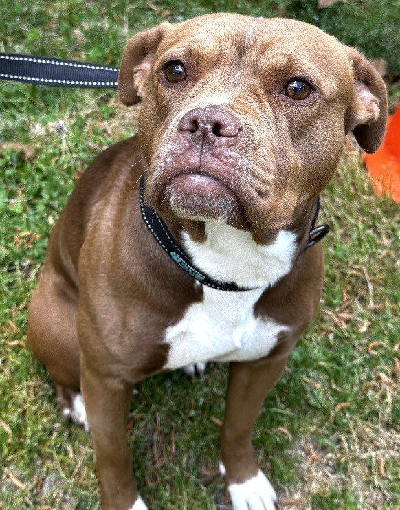 adoptable Dog in Norwalk, CT named Sophie Pocket Girl with That FACE!