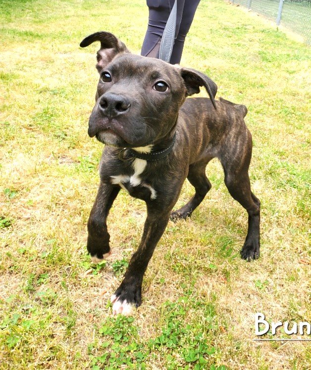 adoptable Dog in Norwalk, CT named Bruno 6 Month Old Healthy Little Boy