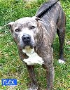 adoptable Dog in norwalk, CT named Flex Brindle Beauty 2 Years old 51 pounds