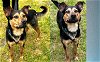 adoptable Dog in , CT named Quincy Handsome Shepherd Mix Sweetie