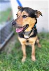 adoptable Dog in norwalk, CT named Quincy Handsome Shepherd Mix Sweetie