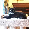 adoptable Cat in ct, CT named BeeBee Owner Died Located in Darien CT