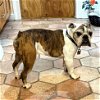 adoptable Dog in  named Penny Senior English Bulldog in Great Health