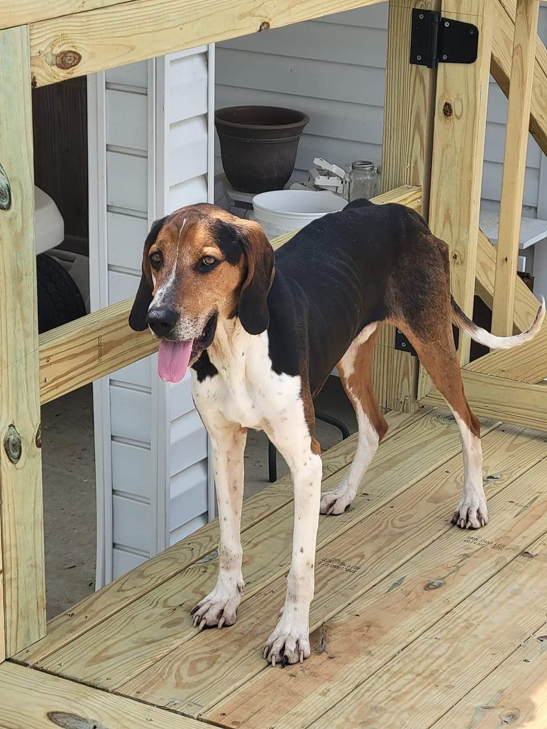 adoptable Dog in Norwalk, CT named Kawliga Houndy Boy! In Foster Home