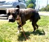adoptable Dog in ct, CT named Baloo 8 month little Boy 42 pounds