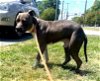 adoptable Dog in  named Baloo 8 month little Boy 42 pounds