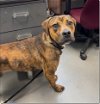 adoptable Dog in , CT named Squiddy Submissive Sweetheart
