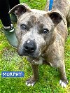 adoptable Dog in norwalk, CT named Murphy Pocket Blue Boy