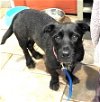 adoptable Dog in norwalk, CT named Skye Low Rider Alert Touch of Scottish Terrier !