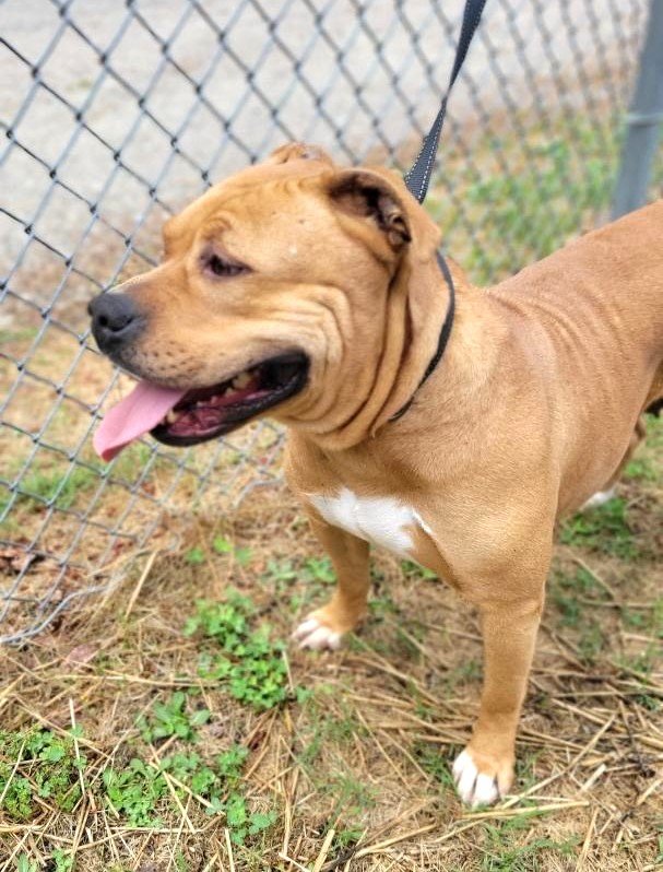 adoptable Dog in Norwalk, CT named Sunny Big Headed Stocky Blonde Sweetheart