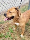 adoptable Dog in  named Sunny Big Headed Stocky Blonde Sweetheart