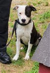 adoptable Dog in , CT named Cookie Adorable American Bull Dog Calm Baby