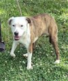 adoptable Dog in norwalk, CT named HONEY 35 Perfect Pounds Gentle/Shy/Sweet