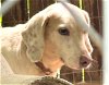 adoptable Dog in , CT named Dora Adult Sweetheart Companion Dog