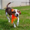 adoptable Dog in norwalk, CT named Wally Special Needs is Diabetic Darling Boy