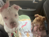 adoptable Dog in  named Katie/Pinky Sisters not Bonded owner deported