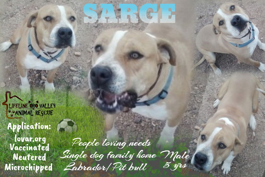 adoptable Dog in Tucson, AZ named SARGE