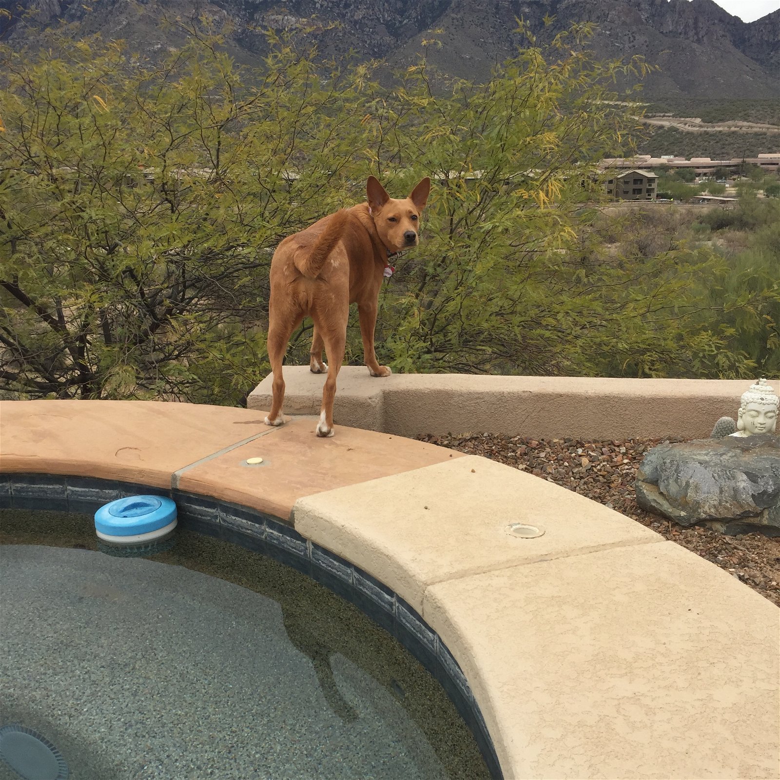 adoptable Dog in Tucson, AZ named GYPSY