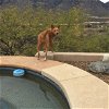 adoptable Dog in tucson, az, AZ named GYPSY