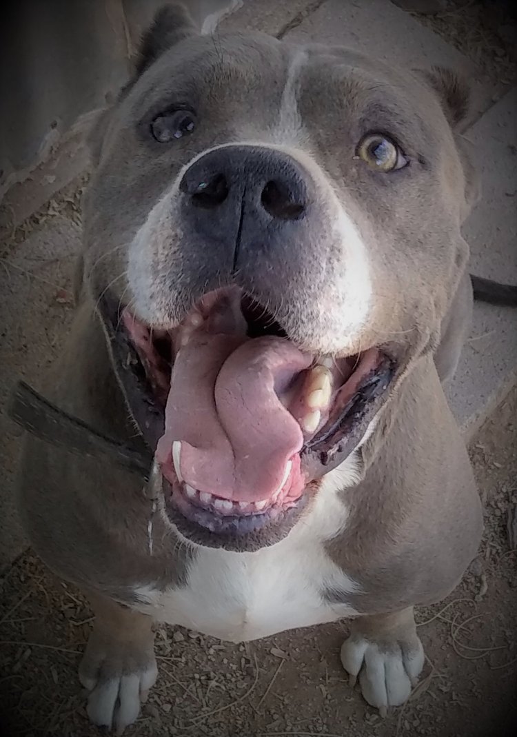 adoptable Dog in Tucson, AZ named GEORGE