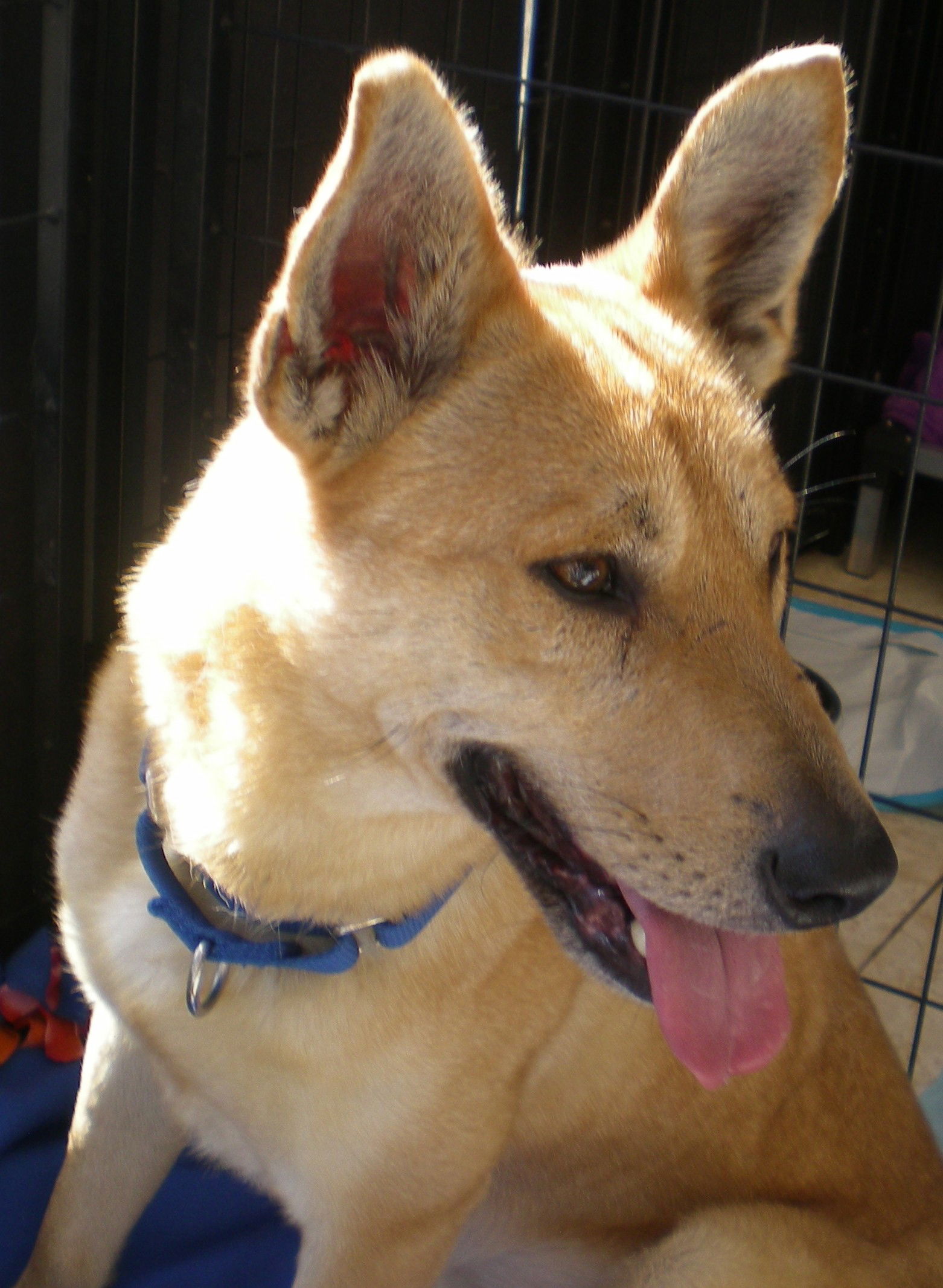 adoptable Dog in Tucson, AZ named BUGSY