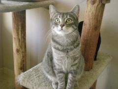 adoptable Cat in Tucson, AZ named HARRIET & MAMA MARIA