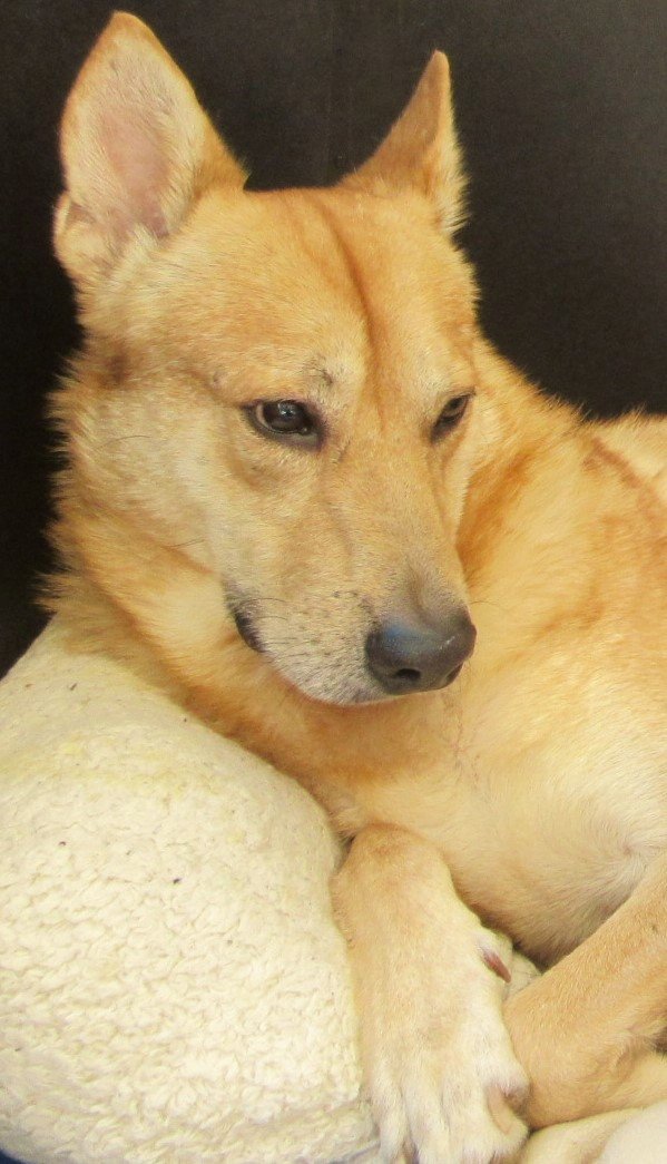 adoptable Dog in Tucson, AZ named MAUI