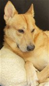 adoptable Dog in tucson, AZ named MAUI