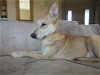 adoptable Dog in tucson, AZ named WYLIE
