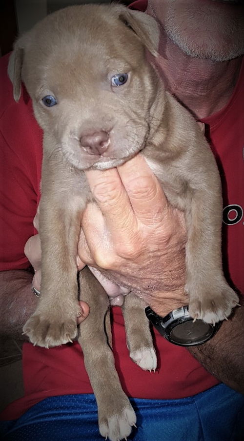 COCO
