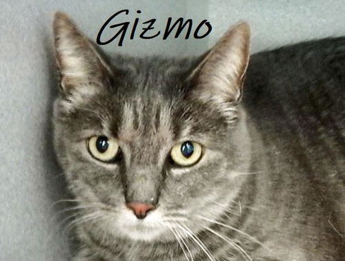 GIZMO