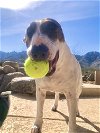 adoptable Dog in tucson, AZ named PENNY